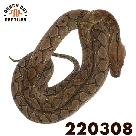 Wild Type Python Super Dwarf Wild Type Reticulated Python by Reach Out Reptiles LLC