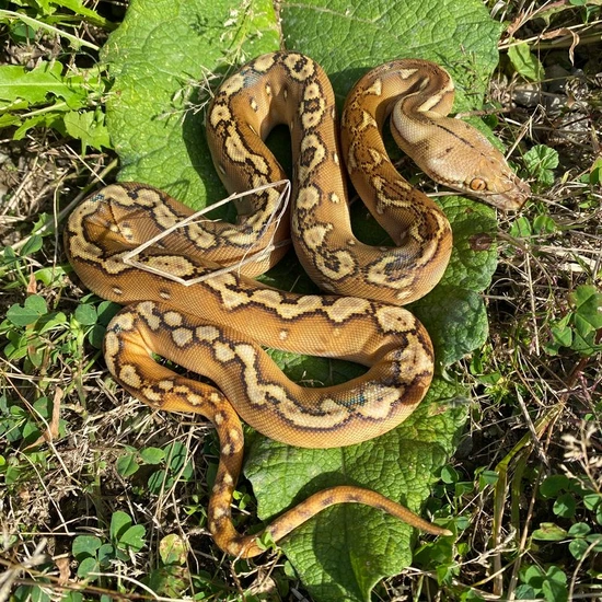 D Phantom Sunfire 100% Anery Reticulated Python by Reach Out Reptiles LLC