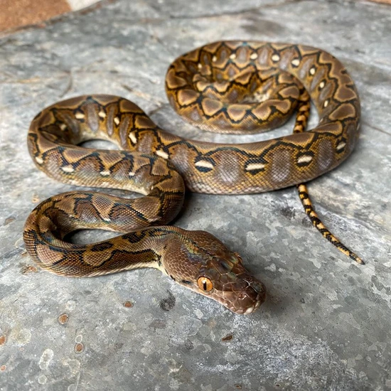 Titanium Royal Python Sd Citron 100% Het Titanium Reticulated Python by Reach Out Reptiles LLC