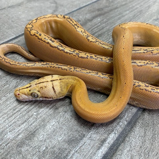 Dwarf Golden Child Orange Glow 66% Het Anery Reticulated Python by ...