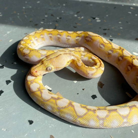 D Purple Snow Reticulated Python by Reach Out Reptiles LLC