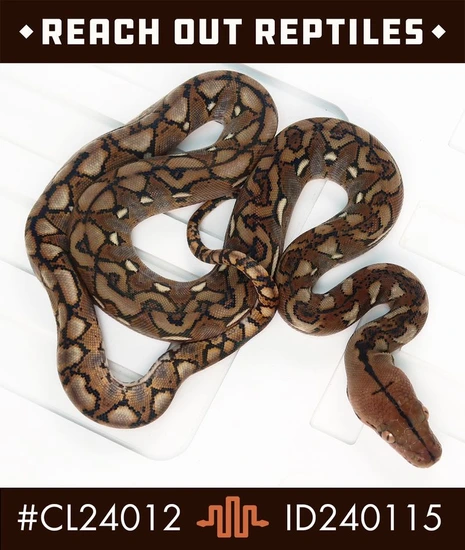 Wild Type Reticulated Python Sd Wild Type 100% Het Anery Reticulated Python by Reach Out Reptiles LLC