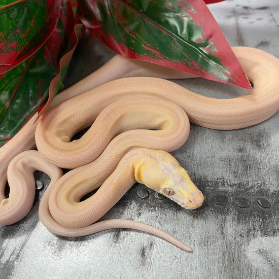 Lavender Dwarf Reticulated Python Dwarf Lavender Motley Golden Child 66% Het Anery Reticulated Python by ...