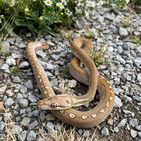 Sd Phantom 100% Het Anery Reticulated Python by Reach Out Reptiles LLC