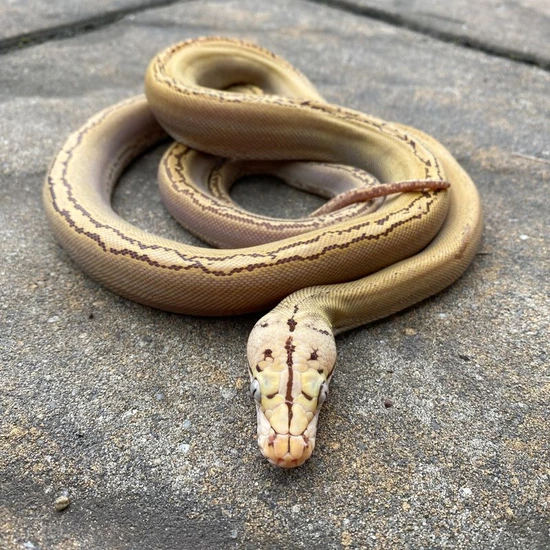 Dwarf Golden Child Orange Glow Snow Reticulated Python by Reach Out ...
