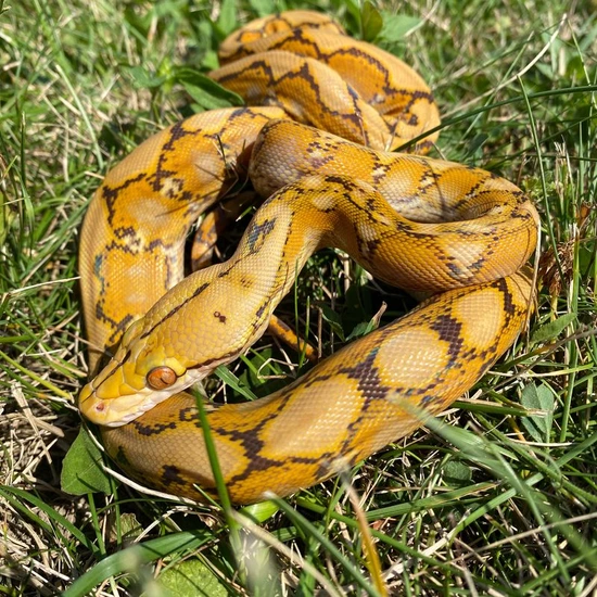 Dwarf Orange Glow 66% Het Anery Reticulated Python by Reach Out ...