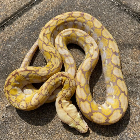 Super Dwarf Purple Snow Reticulated Python by Reach Out Reptiles LLC