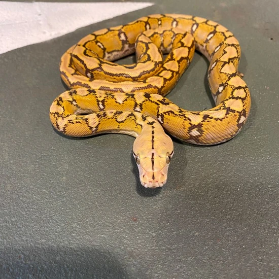 Dwarf Caramel 66% Het Anery Reticulated Python by Reach Out Reptiles LLC