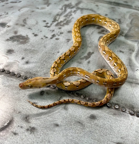 Sd Platinum 66% Ph Anery Reticulated Python by Reach Out Reptiles LLC