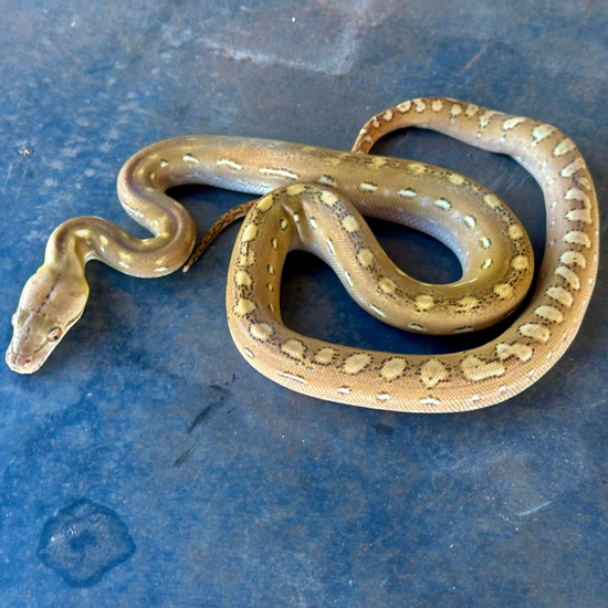 Moschino Platinum Retic Python Sd Platinum Phantom Reticulated Python by Reach Out Reptiles LLC