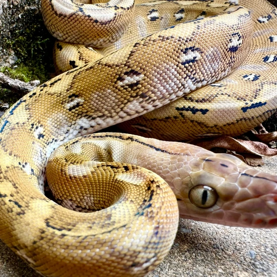 Super Dwarf Platinum Het Anery Reticulated Python by Reach Out Reptiles LLC