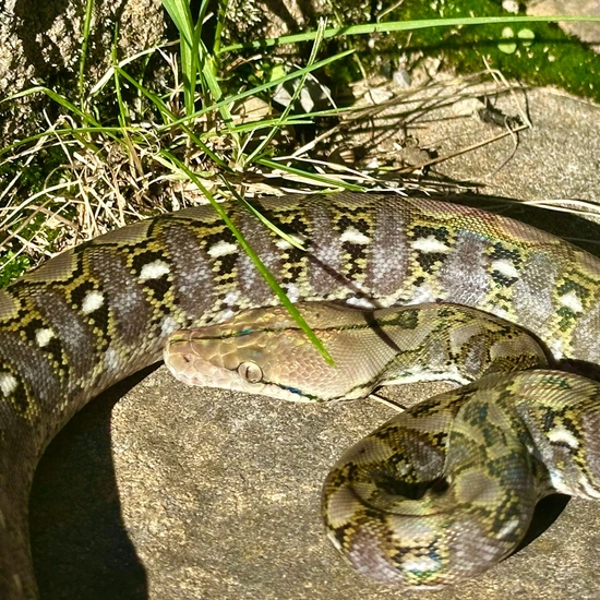 Dwarf Anery Reticulated Python by Reach Out Reptiles LLC