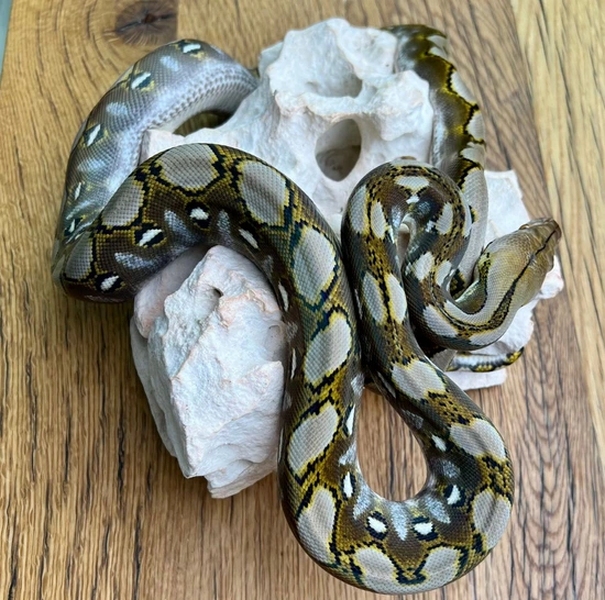 Titanium Royal Python SD Citron 100% Het Titanium Reticulated Python by Reach Out Reptiles LLC
