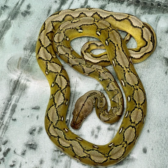 Dwarf Anery Super Sunfire 50% Het Genetic Stripe 50% Het Albino (Purple ...