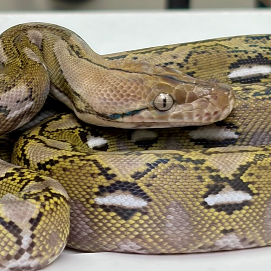 Dwarf Anery 100% Het Purple Reticulated Python by Reach Out Reptiles LLC
