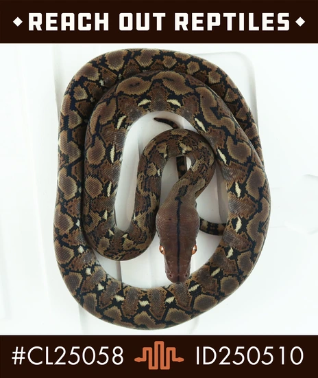 Dwarf Wild Type 50% Het Anery Het Albino (Purple Phase), Reticulated ...