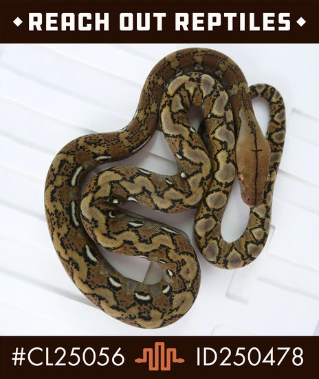 Super Dwarf Het Albino (White Phase) Het Titanium Reticulated Python by ...
