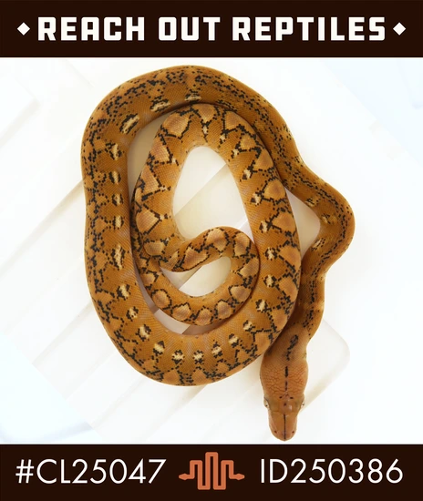 Super Dwarf Platinum Het Snow (White/Purple) Reticulated Python by ...