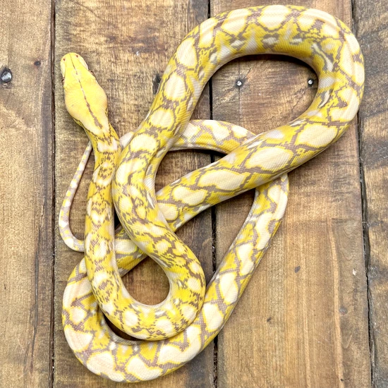 Dwarf Purple Snow Reticulated Python by Reach Out Reptiles LLC