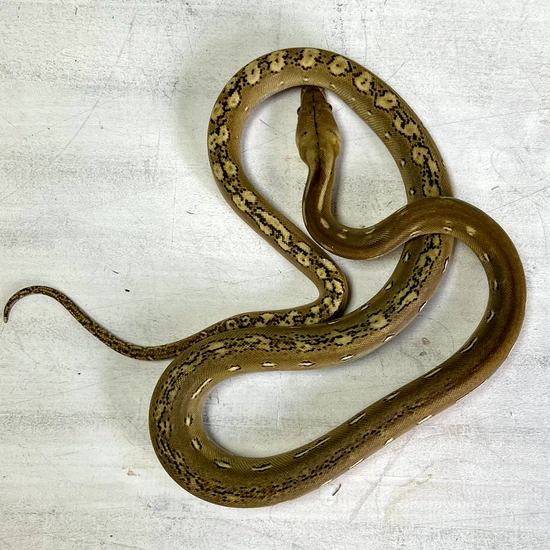 Super Dwarf Phantom Platinum Reticulated Python by Reach Out Reptiles LLC