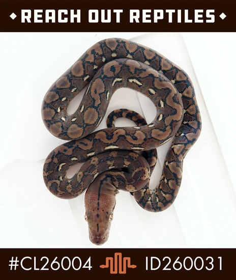 Wild Type Retic Python Super Dwarf Wild Type 50% Het Albino (Purple/Mocha) 50% Het OGS 66% Het ...