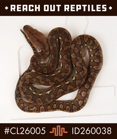 Wild Type Python Super Dwarf Wild Type Het Anery 66% Het Purple Albino Reticulated ...