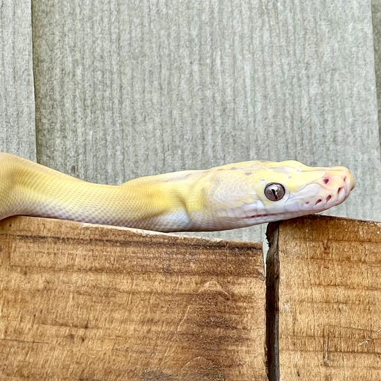 Super Dwarf GC Platinum Lavender Snow Reticulated Python by Reach Out ...