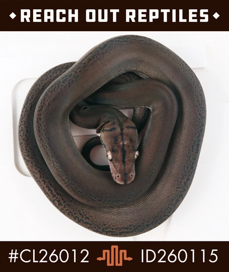 Dwarf Goldenchild Anery Het Purple Reticulated Python by Reach Out ...