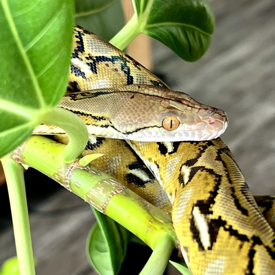 Dwarf Sunfire Het Mocha 66% Het Anery Reticulated Python by Reach Out ...