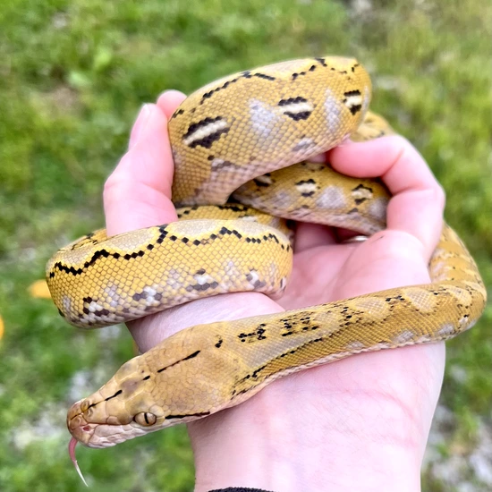 Super Dwarf Platinum Het Anery Reticulated Python by Reach Out Reptiles LLC