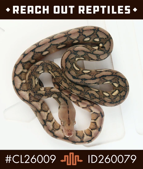 Super Dwarf Sunfire Tiger Het Purple Reticulated Python by Reach Out ...