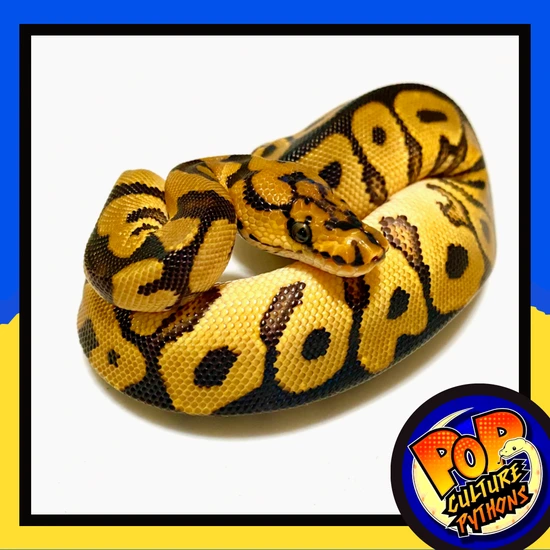 “LILITH” Spotnose Clown Orange Dream Ball Python by Pop Culture Pythons