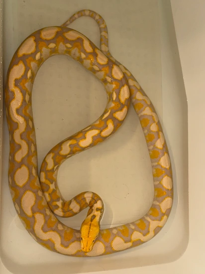 Lavender Dwarf Reticulated Python 2yrs Old Lavender / 18pounds Reticulated Python by Reba’s Home Shop
