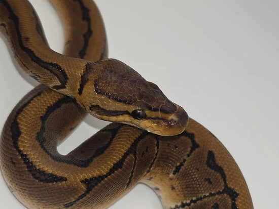 Pinstripe 100% Het Sunset Ball Python by Red Beard Exotics