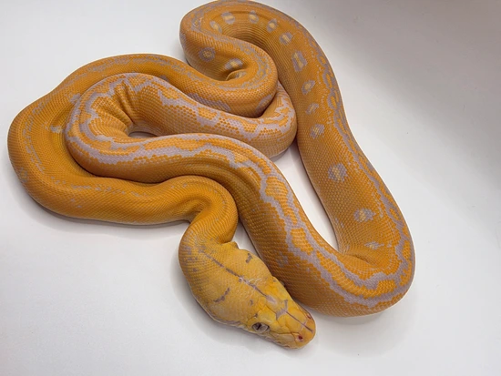 Lavendar Platinum Golden Child Het Anery Dwarf Reticulated Python by ...