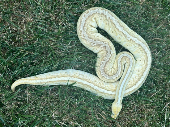 Shipping Included! Cypress Emperor Pin Ball Python by Red City Reptiles