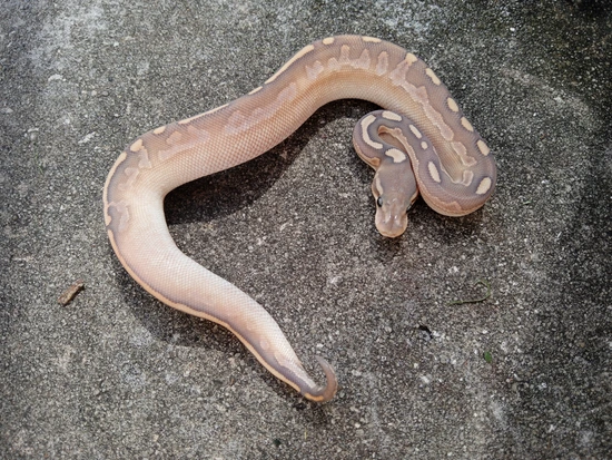 Cinamon Calico Ball Python Calico Cinnamon Lesser Hypo Ball Python by Redlin Reptiles