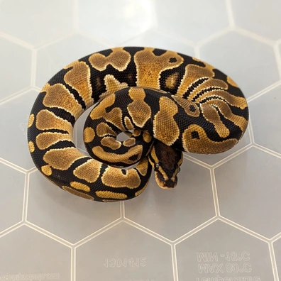 Orange Dream Dhet Hypo Clown Ball Python - female for sale from Rednal Royals