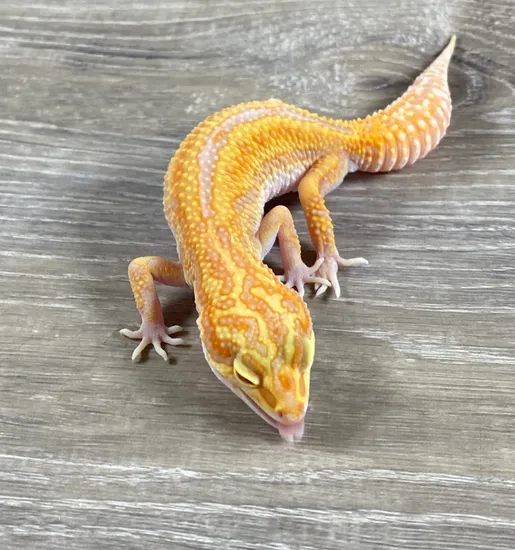 Bloody Red Rapter Blood Red Diamond Raptor Free Shipping Leopard Gecko by Red Rock Geckos