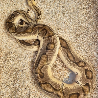 Enchi Pastel Clown Ball Python - male for sale from Snakecanyon