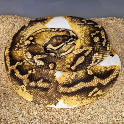Pastel Yellowbelly Piebald Ball Python - female for sale from Snakecanyon