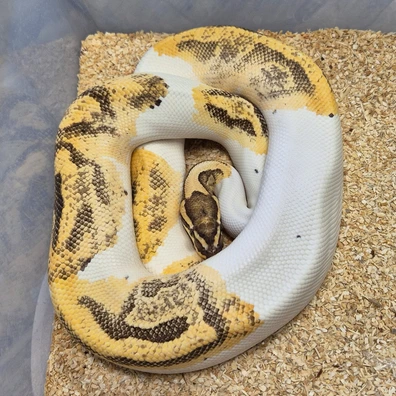 Enchi Fire Piebald Ball Python - male for sale from Snakecanyon