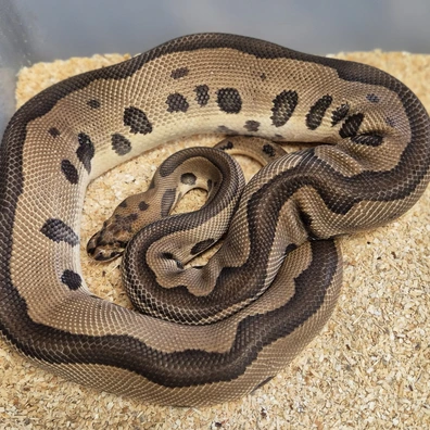Leopard Blade Clown Ball Python - male for sale from Snakecanyon