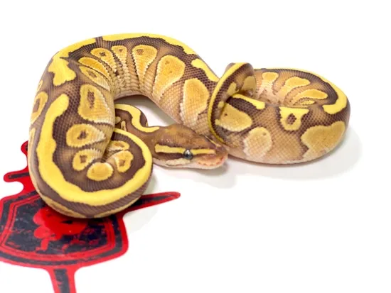 Butter Fire Ball Python by Ectothermic Dungeon Inc.