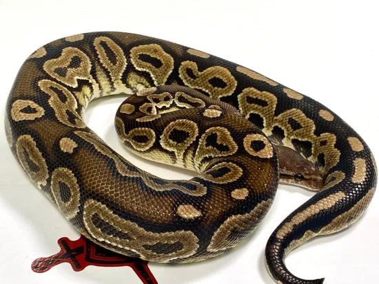 Cinnamon Joppa Ball Python by Ectothermic Dungeon Inc.