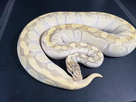 Butter Enchi Hypo Ball Python by Massacre's Morphs