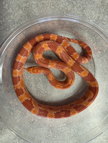 Red Factor Snake Red Factor Fluorescent Amel Corn Snake by Refined Exotics