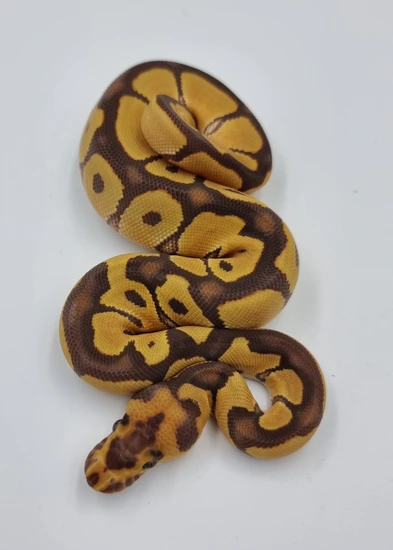 Monarch Clown Ball Python by Regius Zone