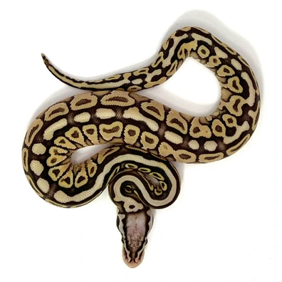 Butter Belly Pastel Spotnose Het Clown 50% Het Desert Ghost Ball Python - female for sale from Morphesta Reptiles