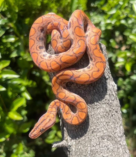 Lockwood Hypo Brazilian Rainbow Boa by Ona’s Exotics